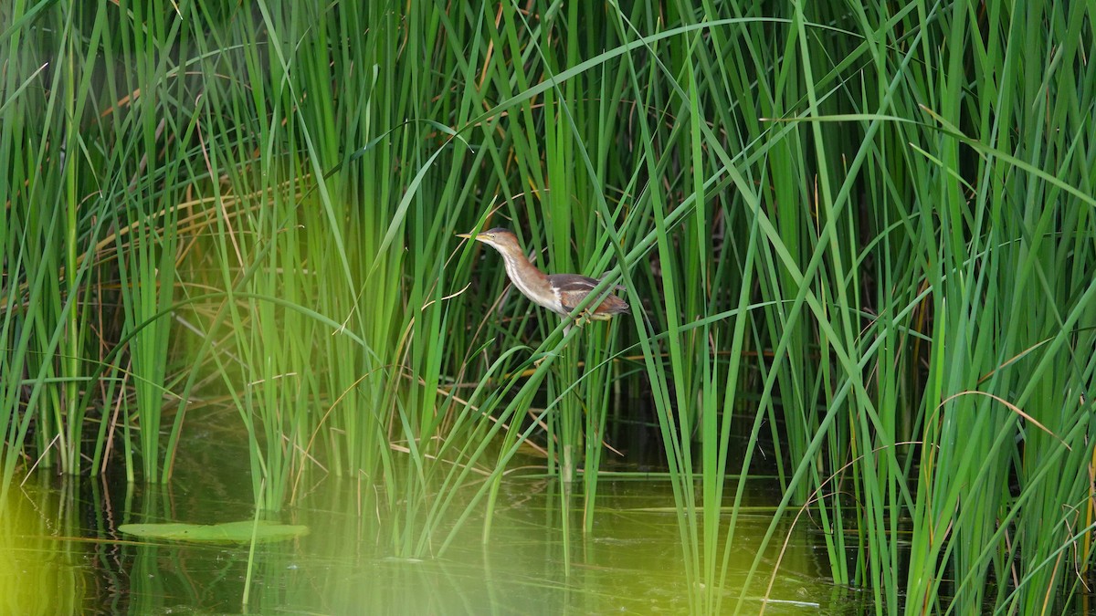 Least Bittern - ML638735769