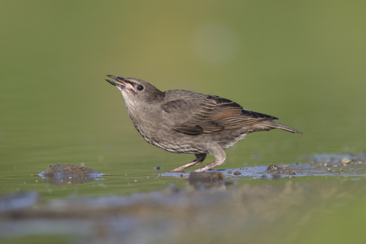 European Starling - ML638735773