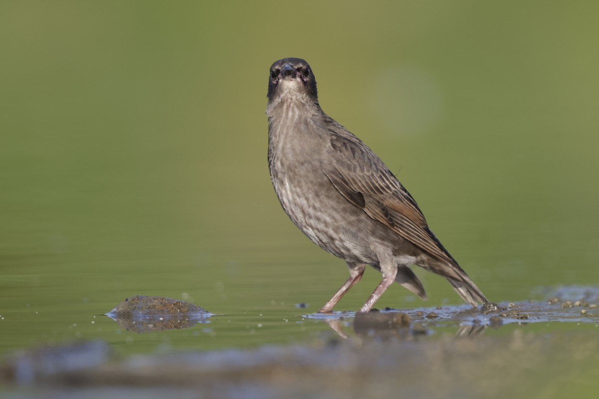 European Starling - ML638735774