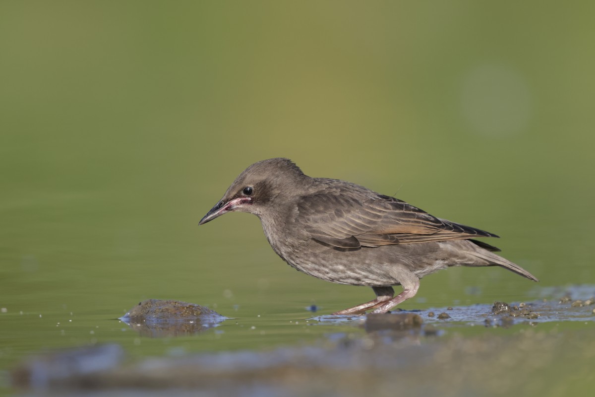 European Starling - ML638735776