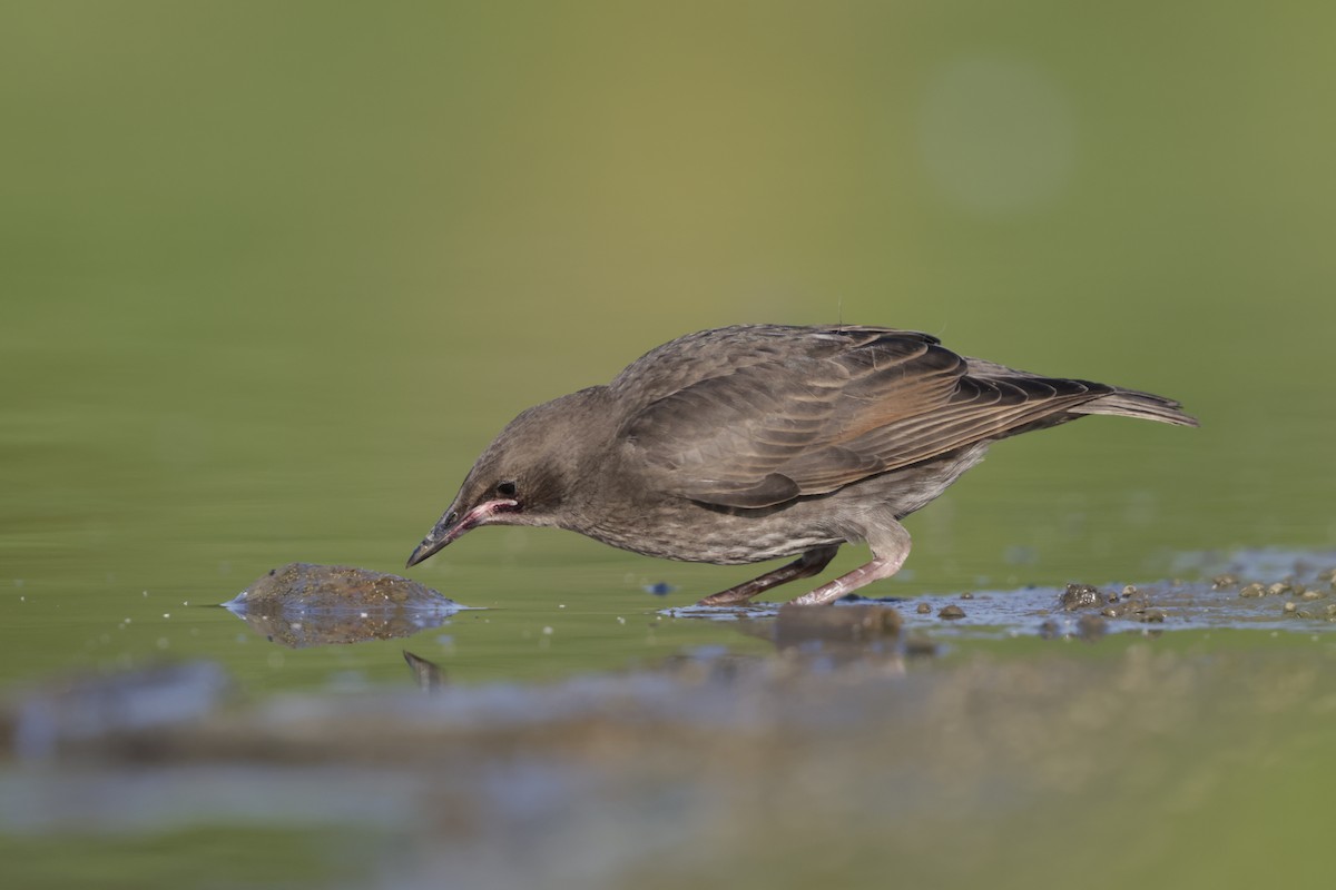 European Starling - ML638735777