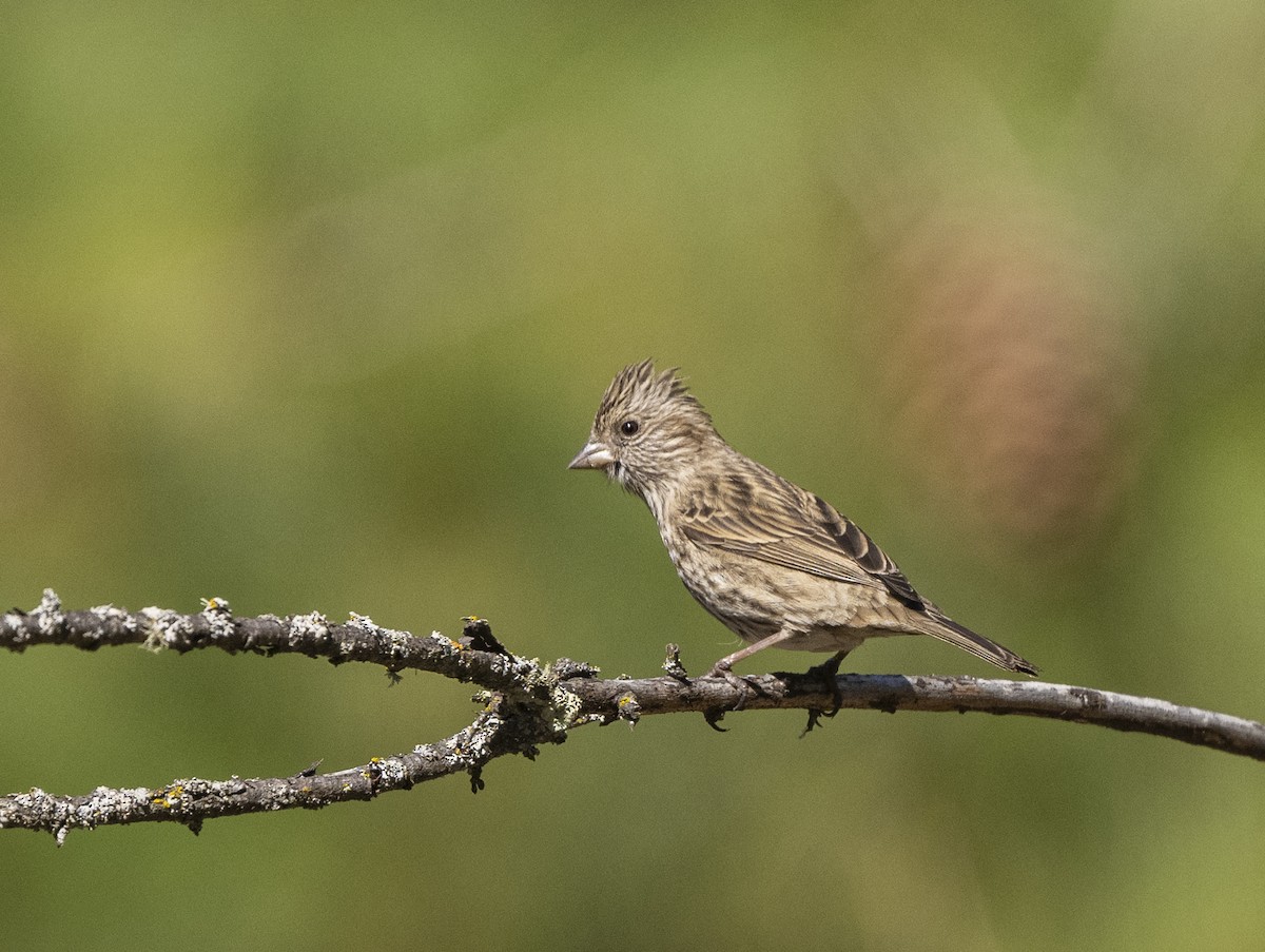 Himalayan Beautiful Rosefinch - ML638735800