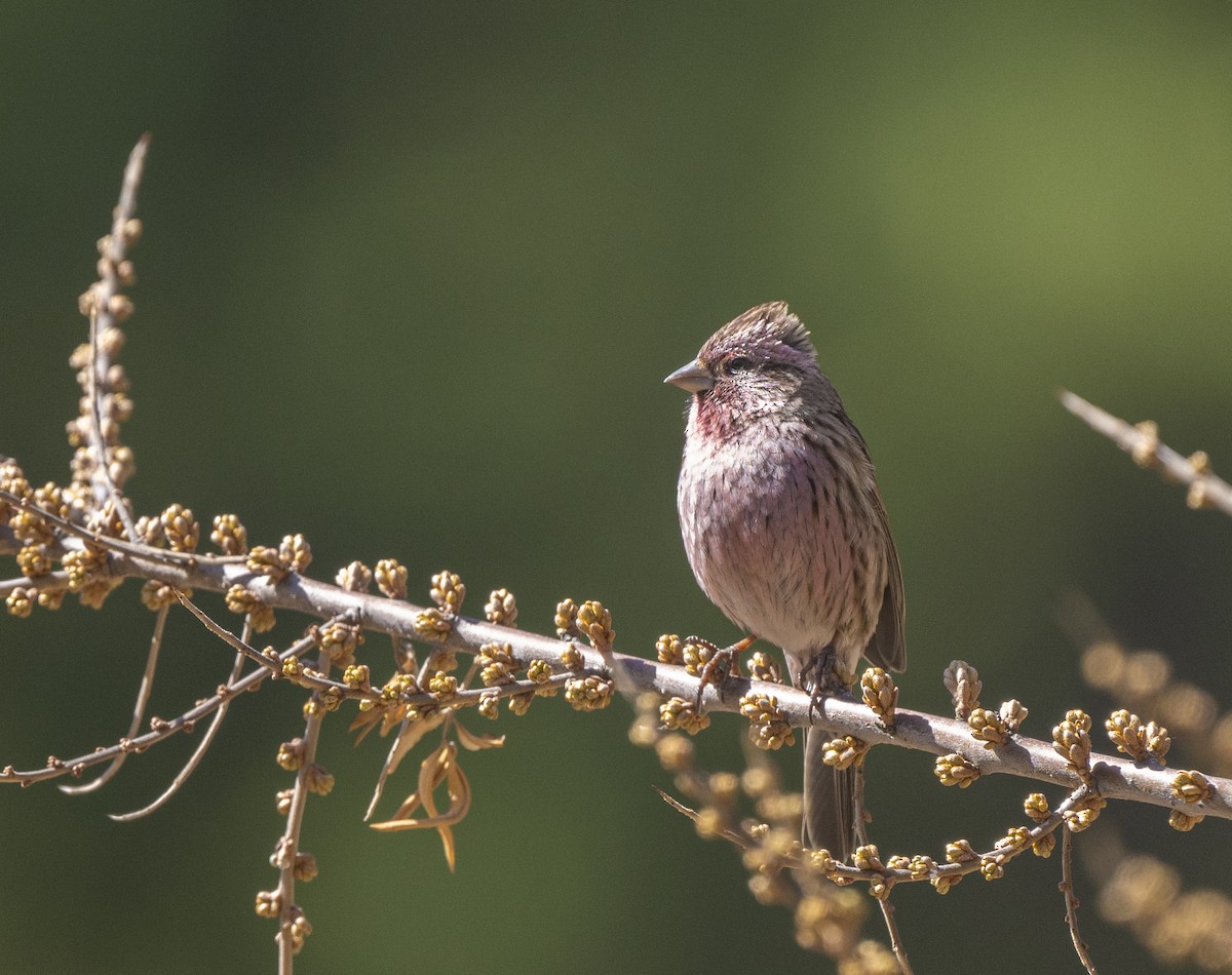 Himalayan Beautiful Rosefinch - ML638735801