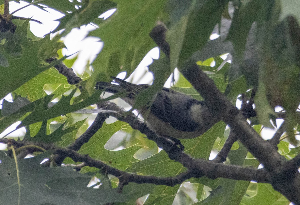 White-breasted Nuthatch - ML638735835