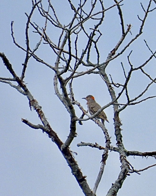 Northern Flicker - ML638735841