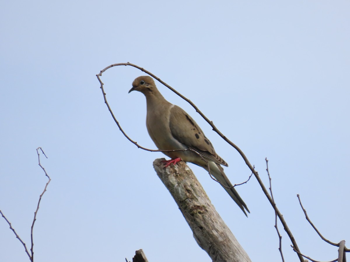 Mourning Dove - ML638735849
