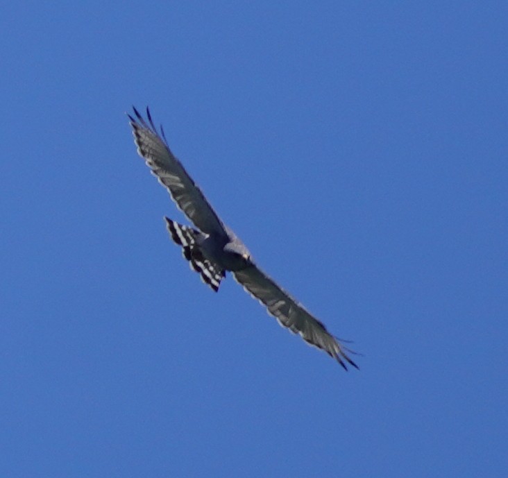 Graubussard - ML638735867