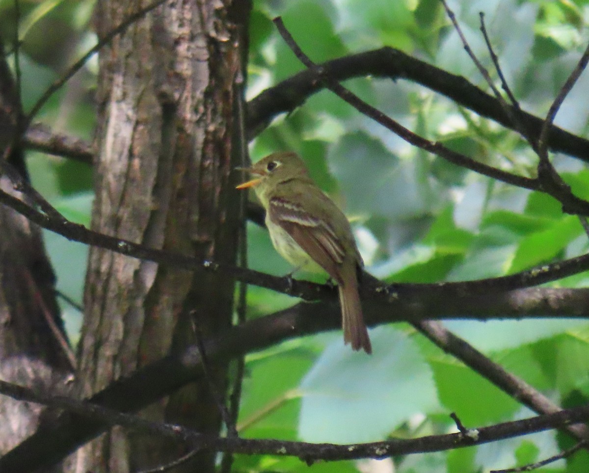 Western Flycatcher - ML638735869