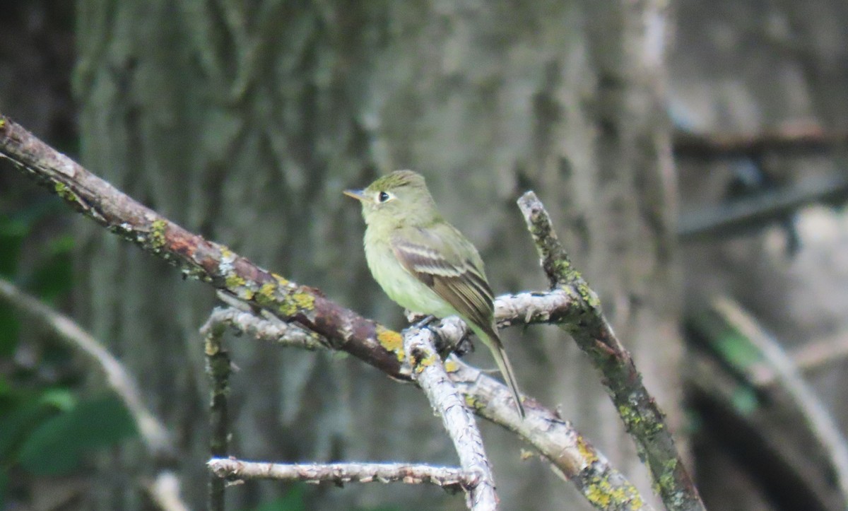 Western Flycatcher - ML638735889