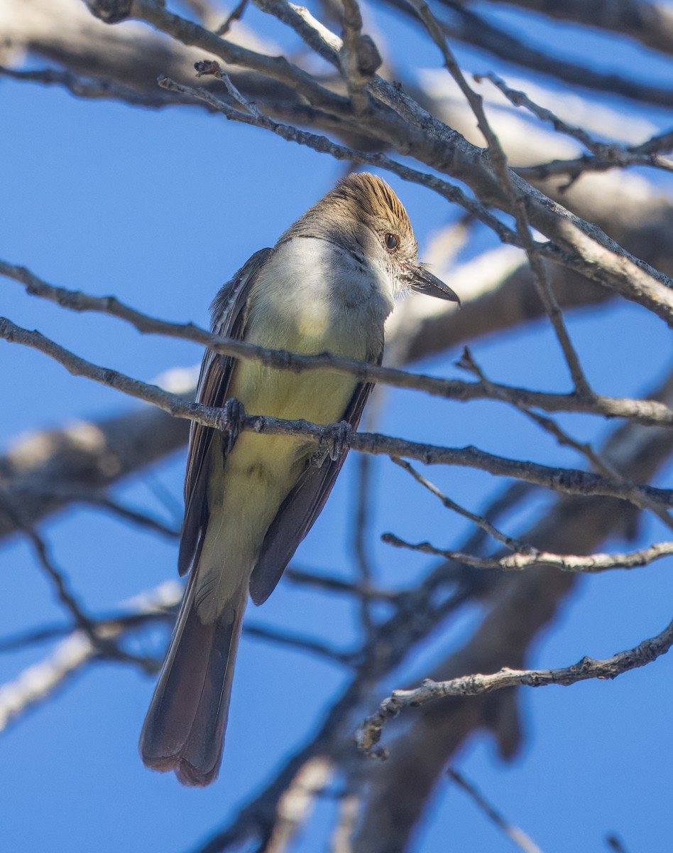 Brown-crested Flycatcher - ML638735909