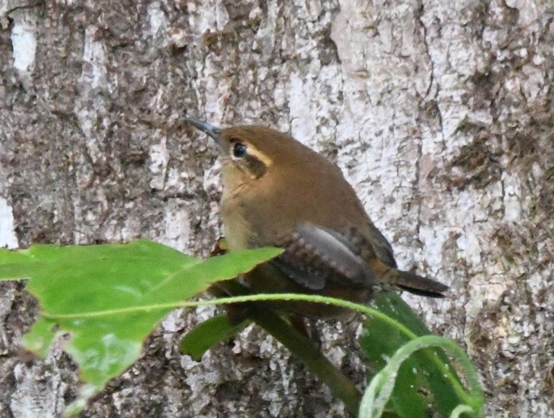 Mountain Wren - ML638735911