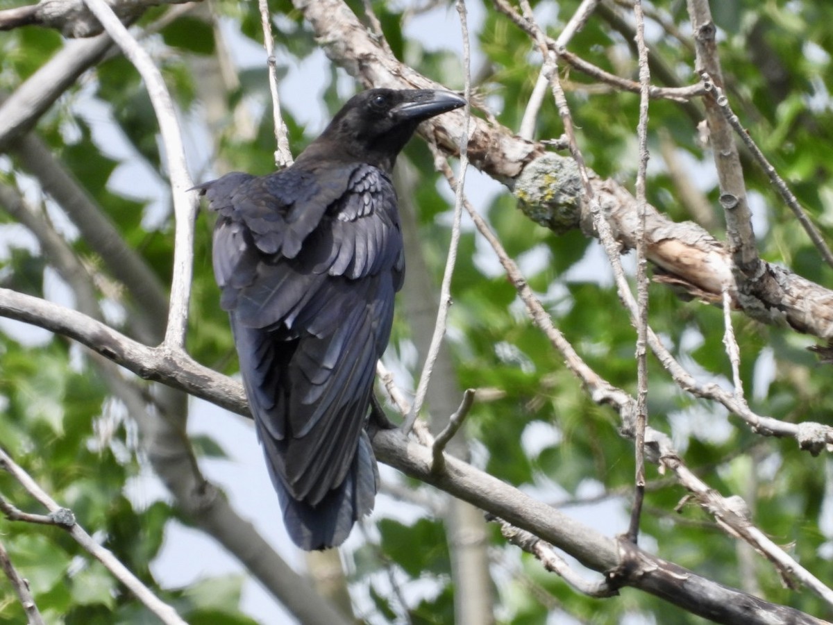 Common Raven - ML638735913