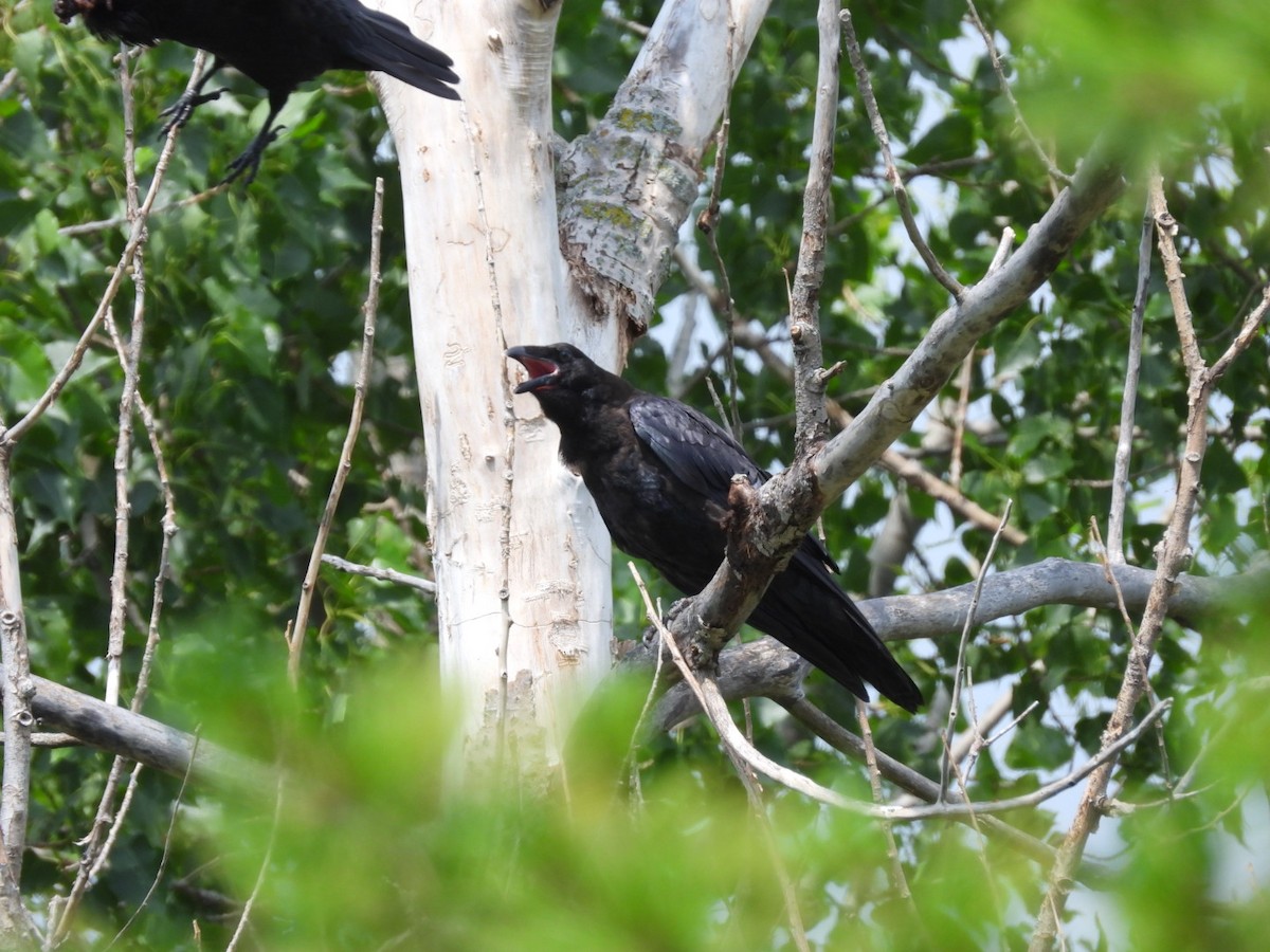 Common Raven - ML638735914