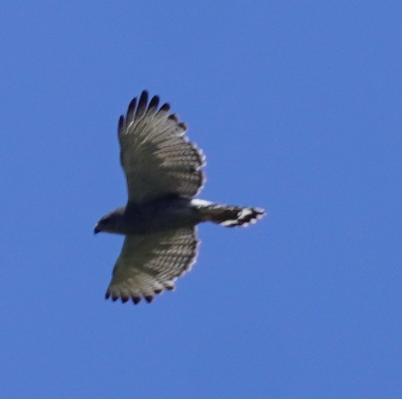 Graubussard - ML638735915