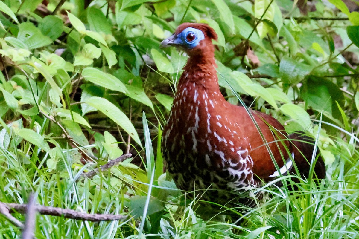 Bornean Crested Fireback - ML638735944