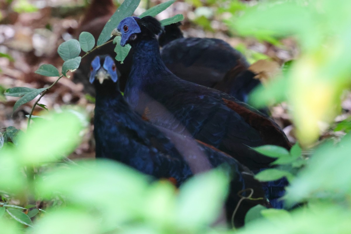 Bornean Crested Fireback - ML638735945