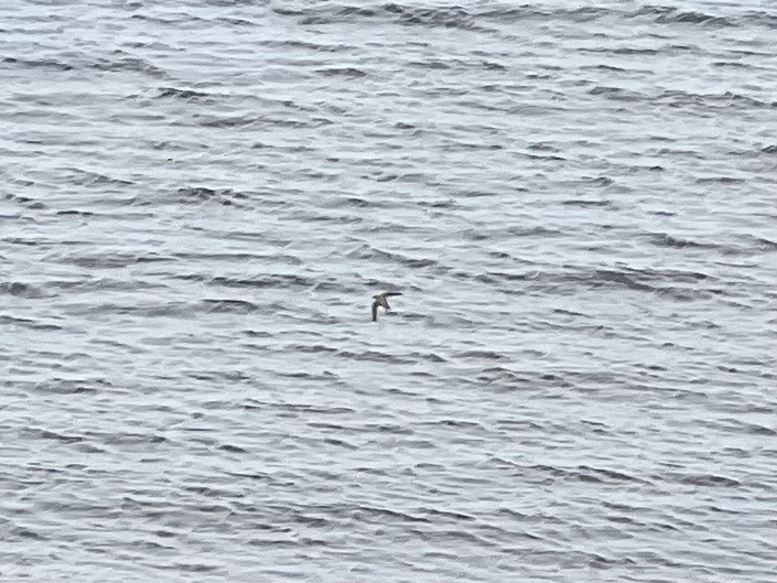 Bank Swallow - ML638735946