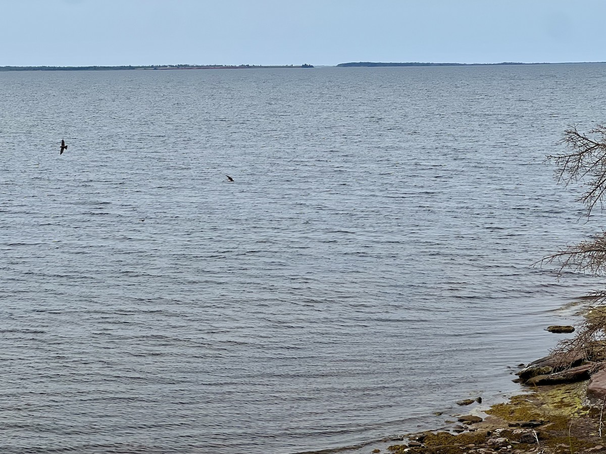 Bank Swallow - ML638735948