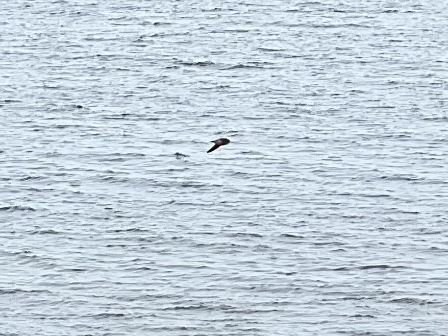 Bank Swallow - ML638735950