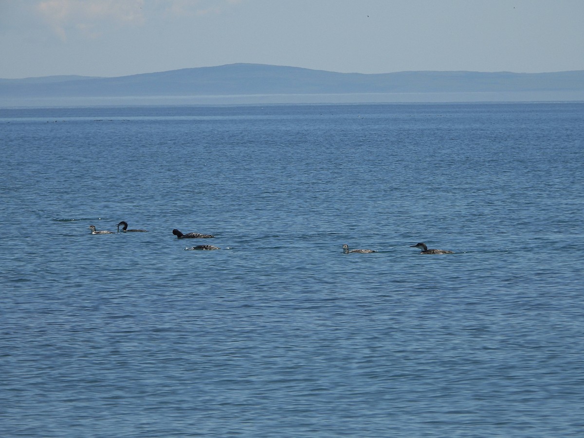 Common Loon - ML638735958