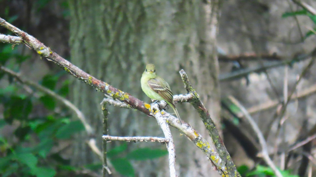 Western Flycatcher - ML638735960