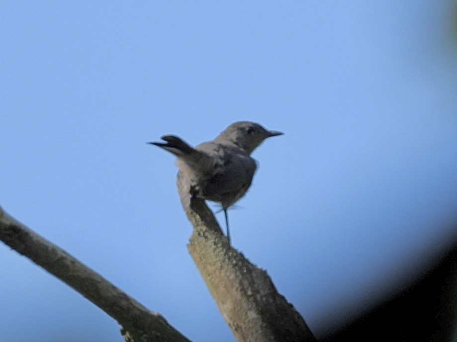 Miaulari grisa - ML638735987
