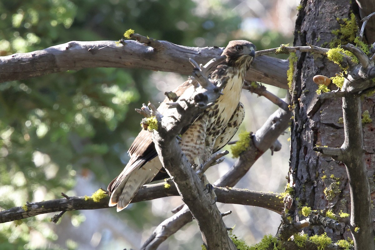 Red-tailed Hawk - ML638735996