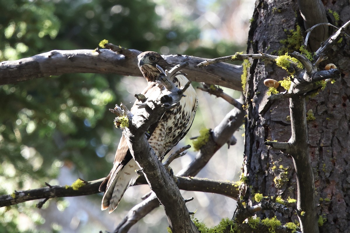 Red-tailed Hawk - ML638735997