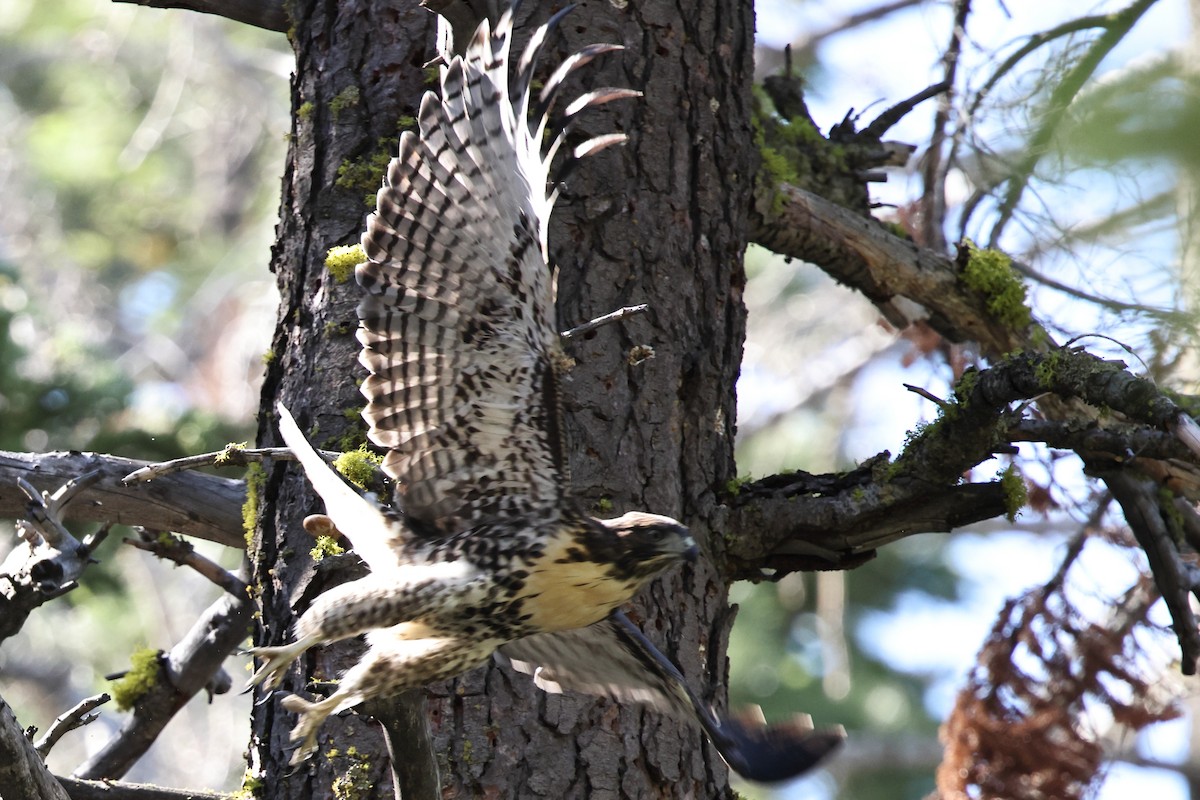 Red-tailed Hawk - ML638735998