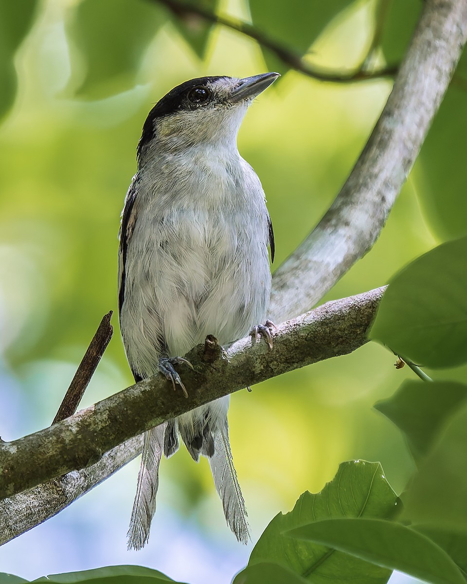 Cinereous Becard - ML638736007