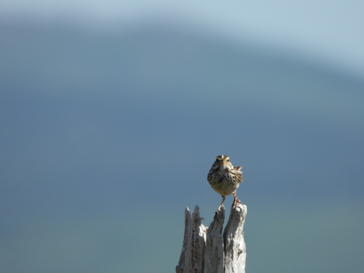 Savannah Sparrow - ML638736009