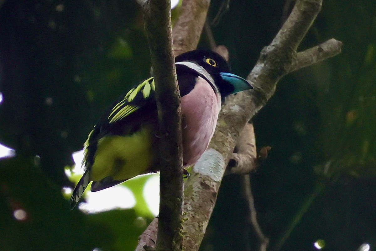 Black-and-yellow Broadbill - ML638736010