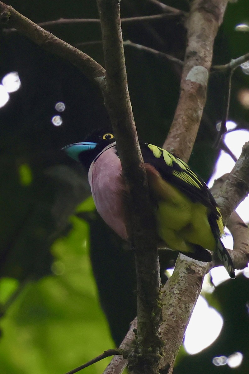 Black-and-yellow Broadbill - ML638736011