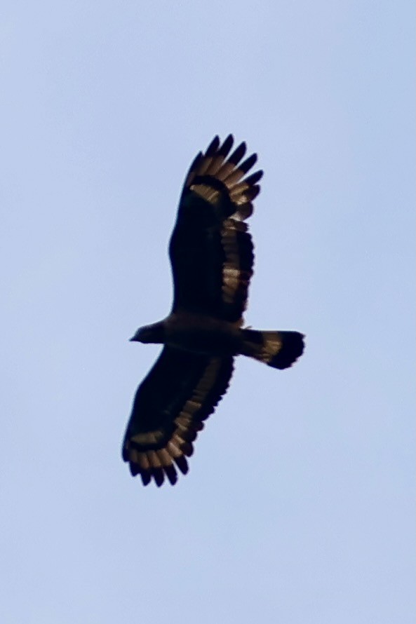 Oriental Honey-buzzard (Sunda) - ML638736015