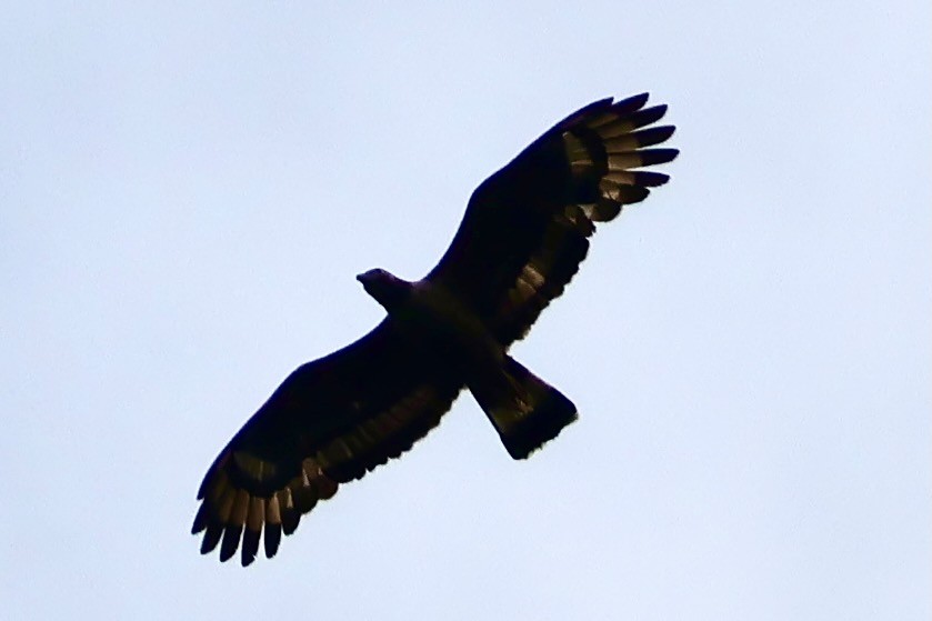 Oriental Honey-buzzard (Sunda) - ML638736016