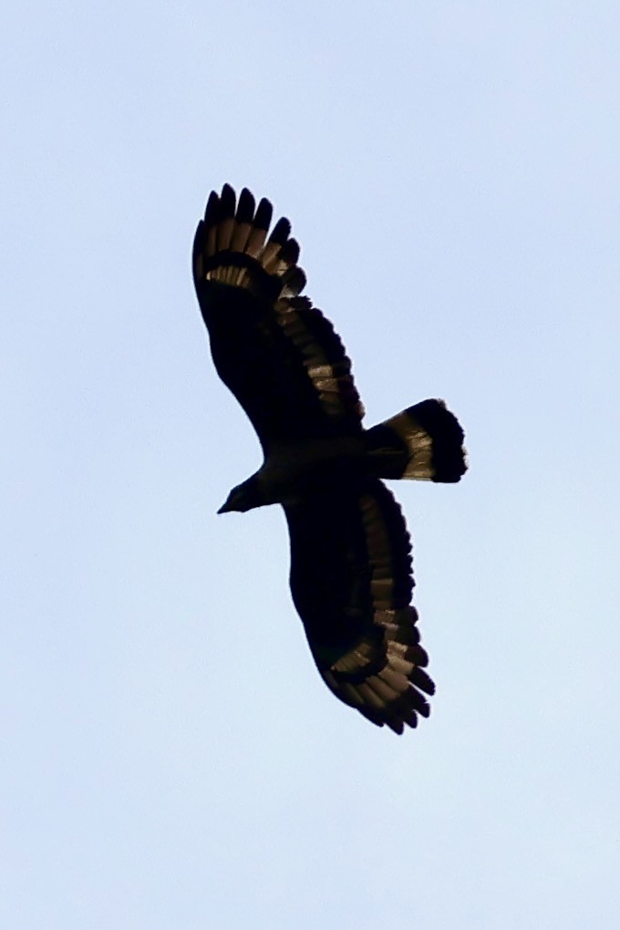 Oriental Honey-buzzard (Sunda) - ML638736017