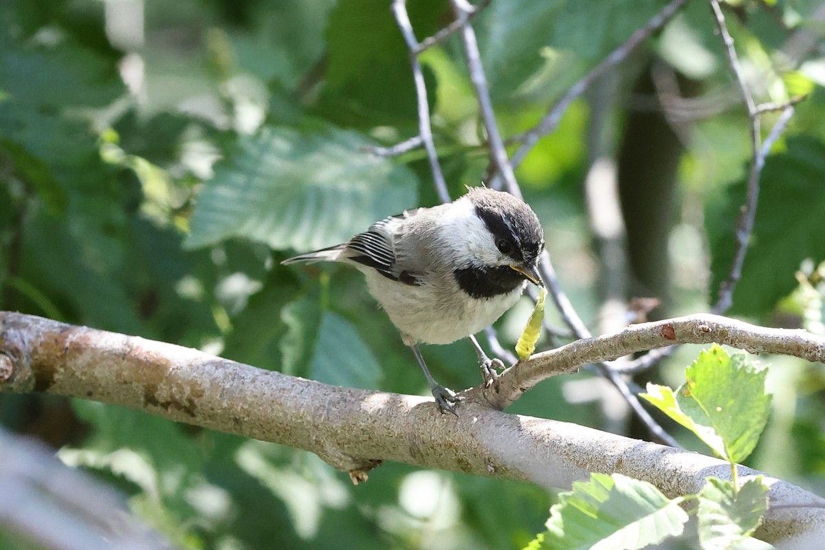 Mountain Chickadee - ML638736018