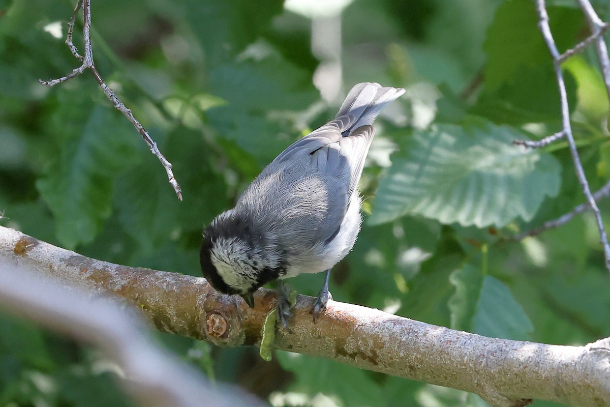 Mountain Chickadee - ML638736019