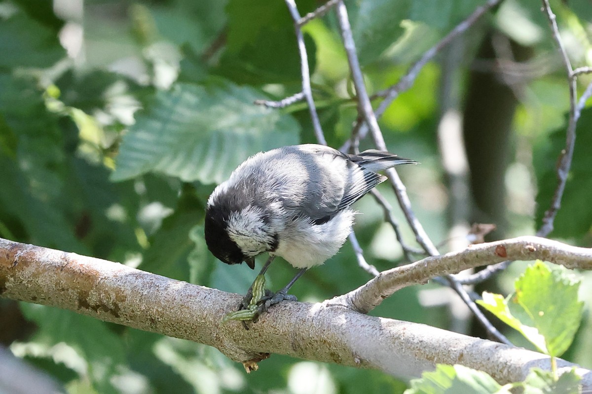Mountain Chickadee - ML638736020