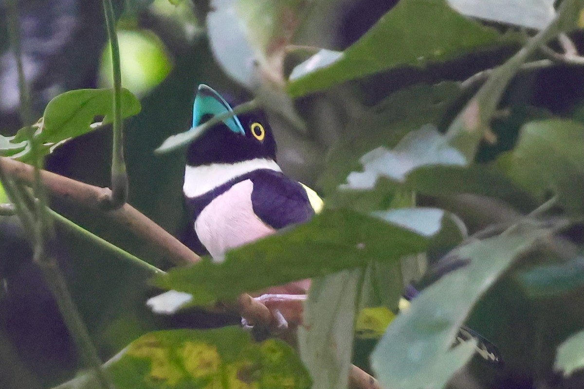 Black-and-yellow Broadbill - ML638736021