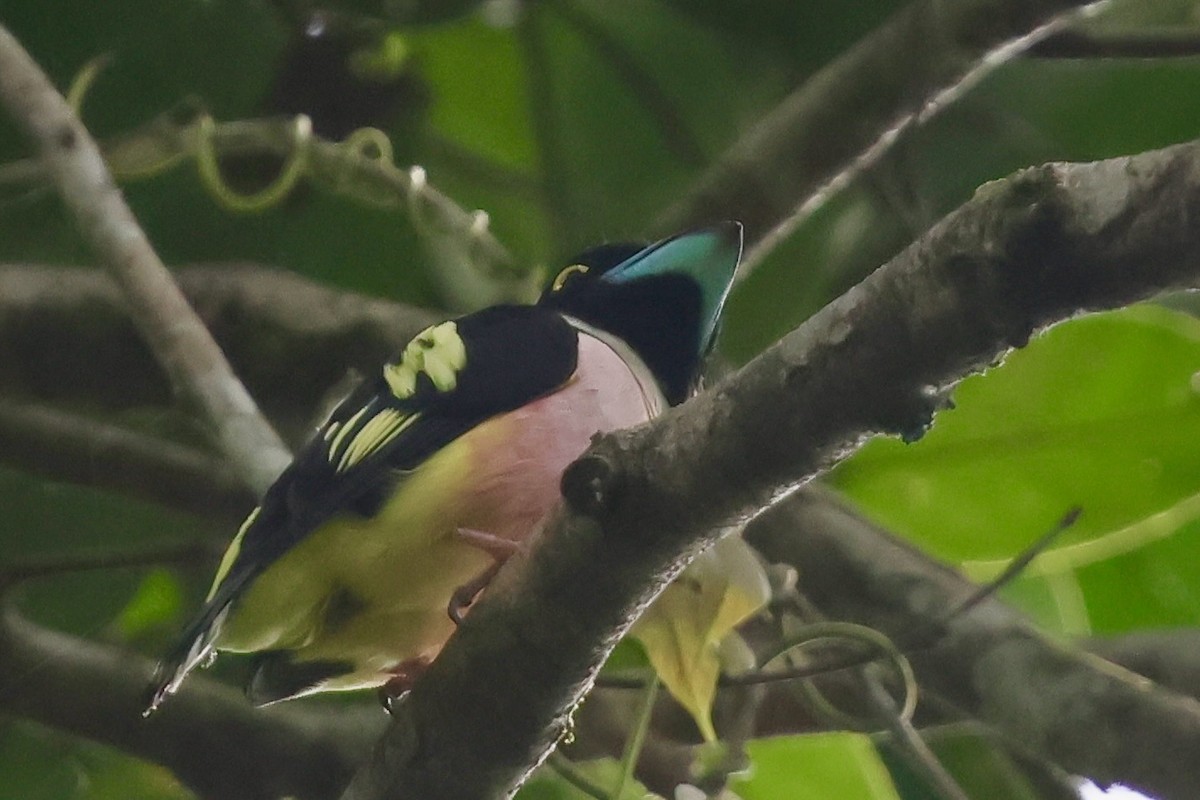 Black-and-yellow Broadbill - ML638736023
