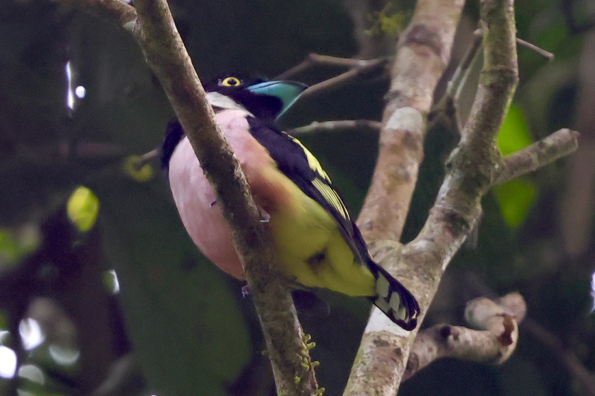 Black-and-yellow Broadbill - ML638736024