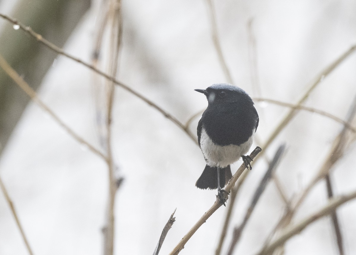 Blue-capped Redstart - ML638736032