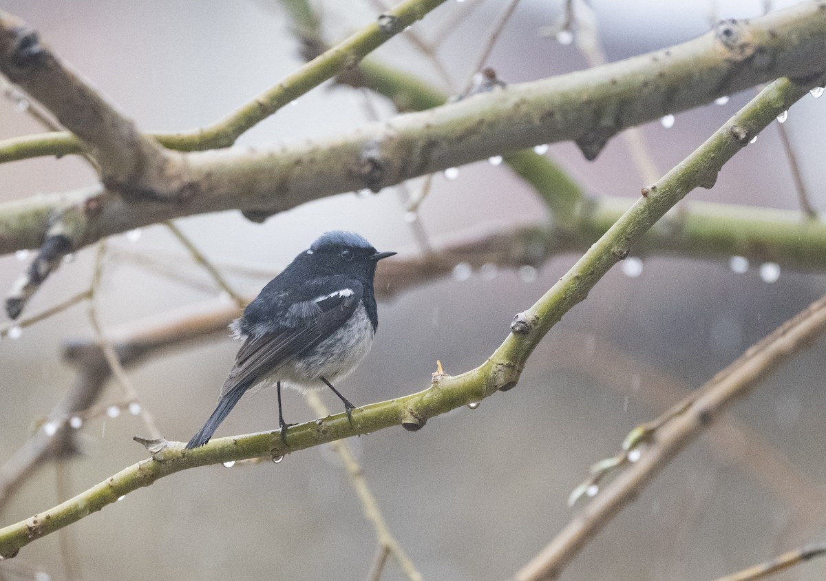 Blue-capped Redstart - ML638736033