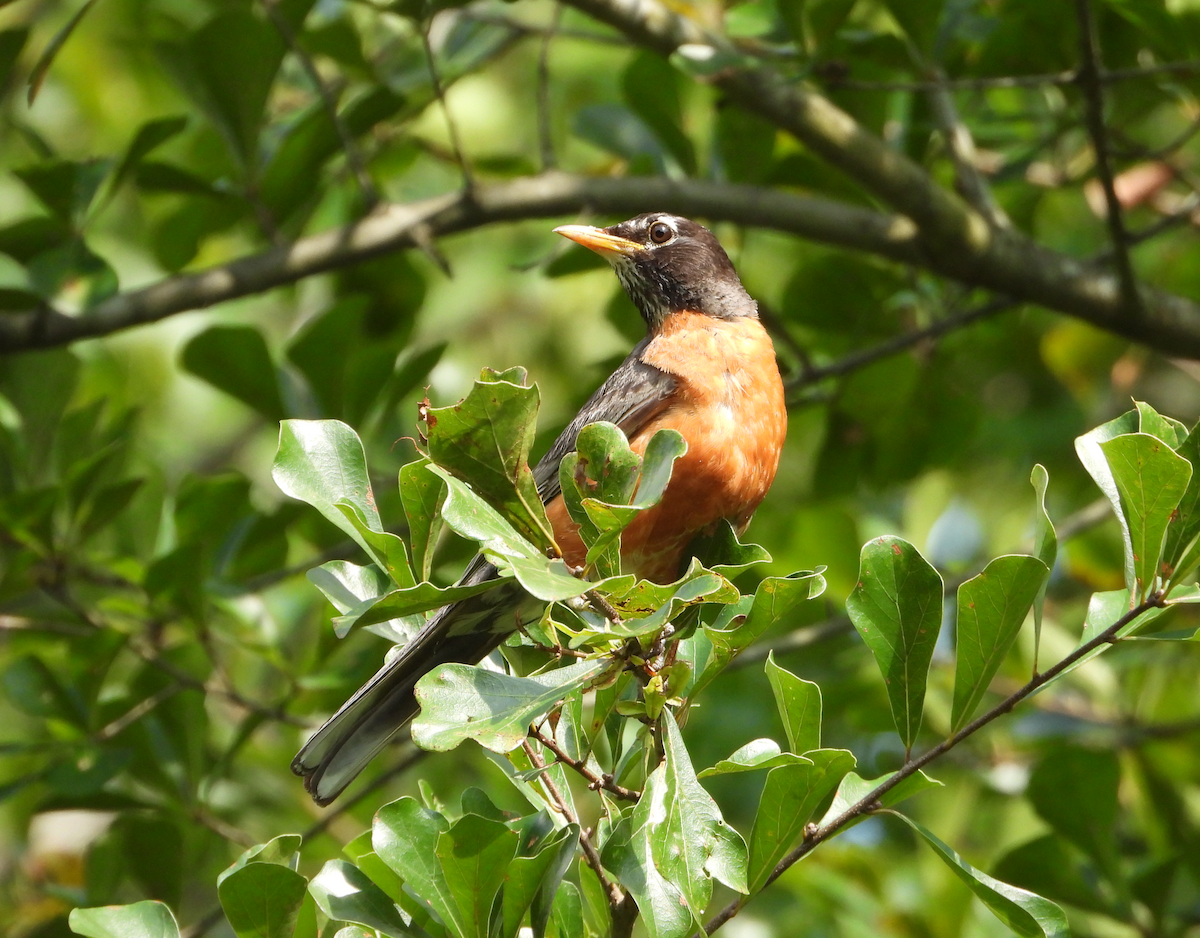 American Robin - ML638736043