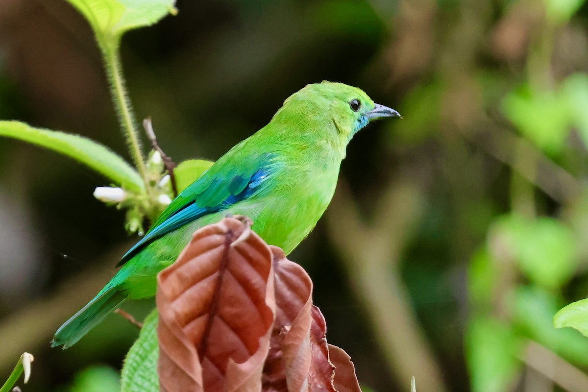 Bornean Leafbird - ML638736047