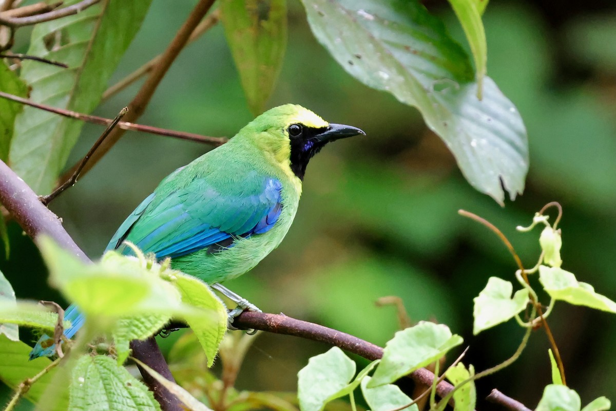 Bornean Leafbird - ML638736048