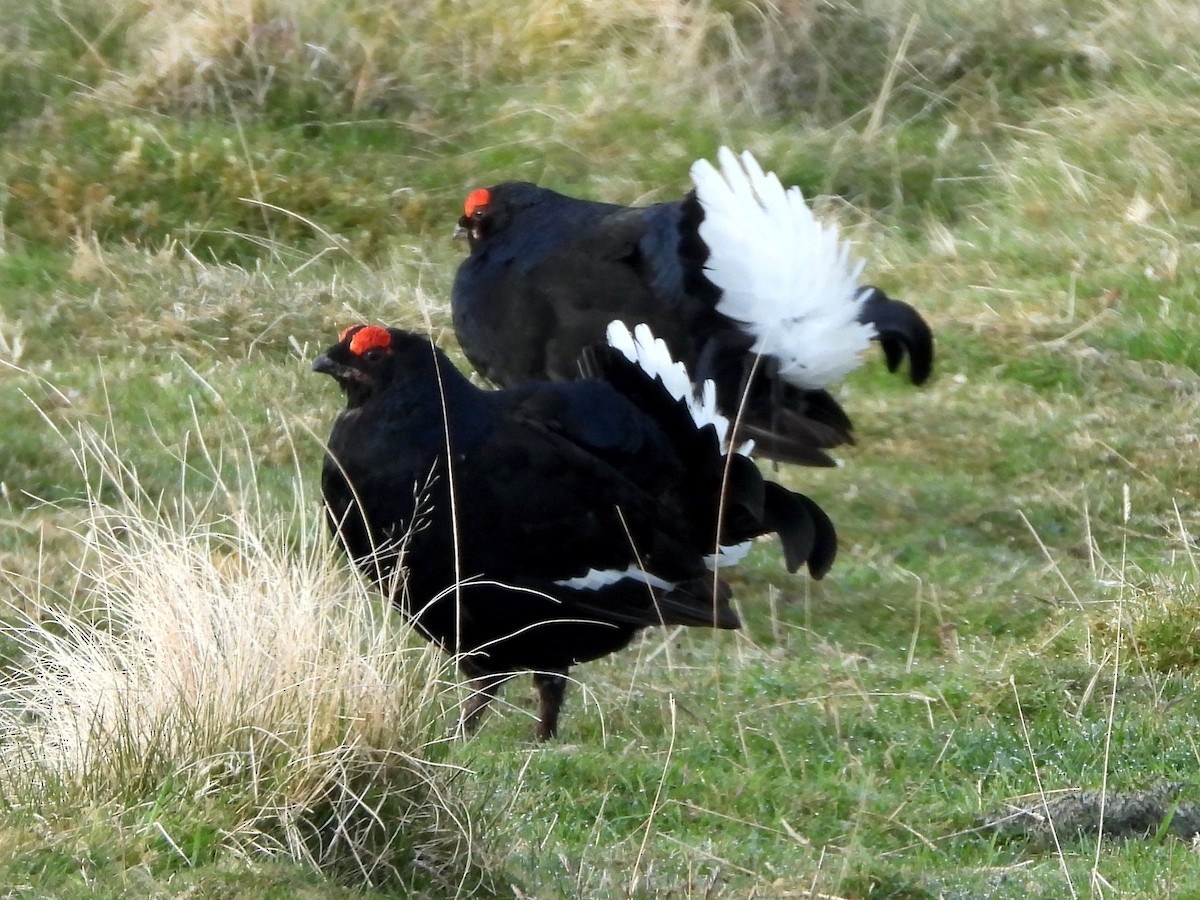 Black Grouse - ML638736054