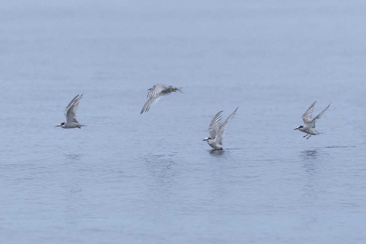 Peruvian Tern - ML638736084