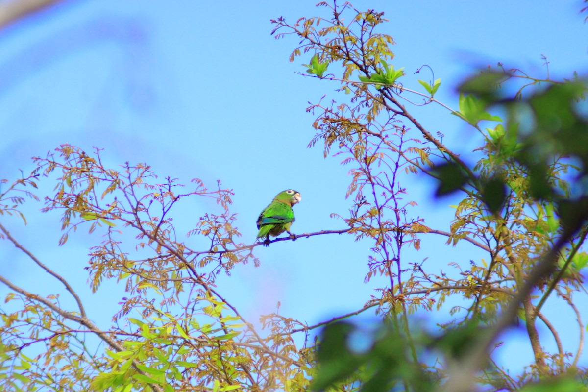 Olive-throated Parakeet - ML638736090
